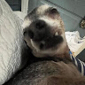 Meet your Posher, Diego